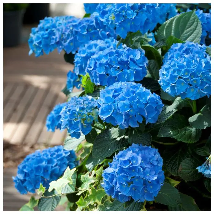 Factureerbaar Verschrikking bossen Hydrangea Nikko Blue en Hydrangea Nikko Blue kopen of bestellen | Het  Groene Paradijs