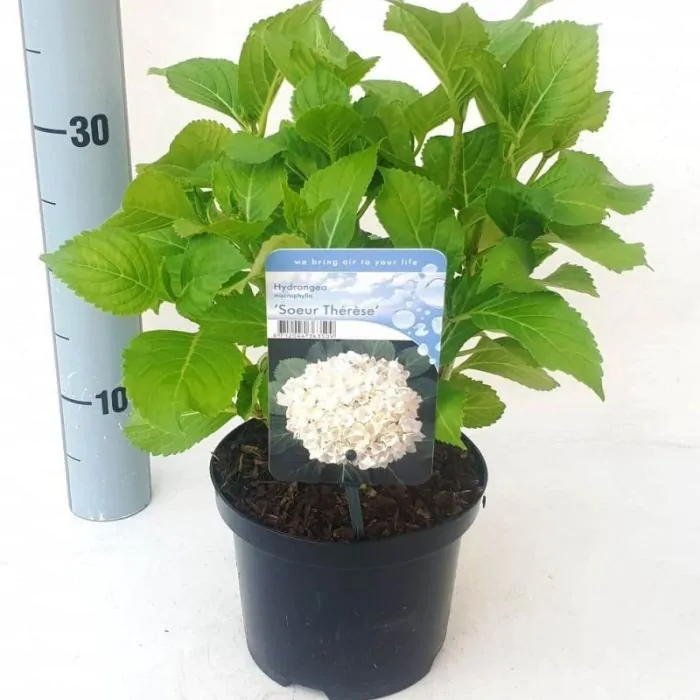 Hydrangea macrophylla 'Soeur Thérèse' - Hortensia kopen? | Het