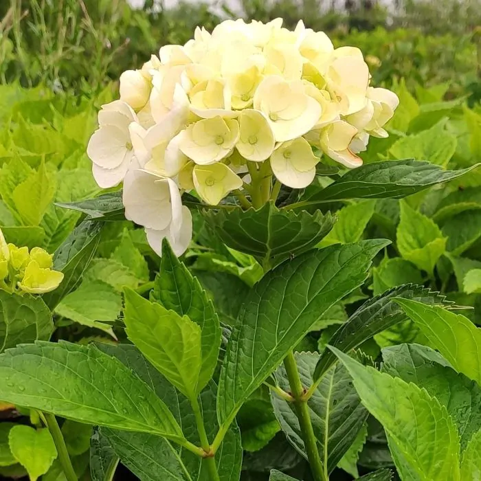 Hydrangea macrophylla 'Soeur Thérèse' - Hortensia kopen? | Het