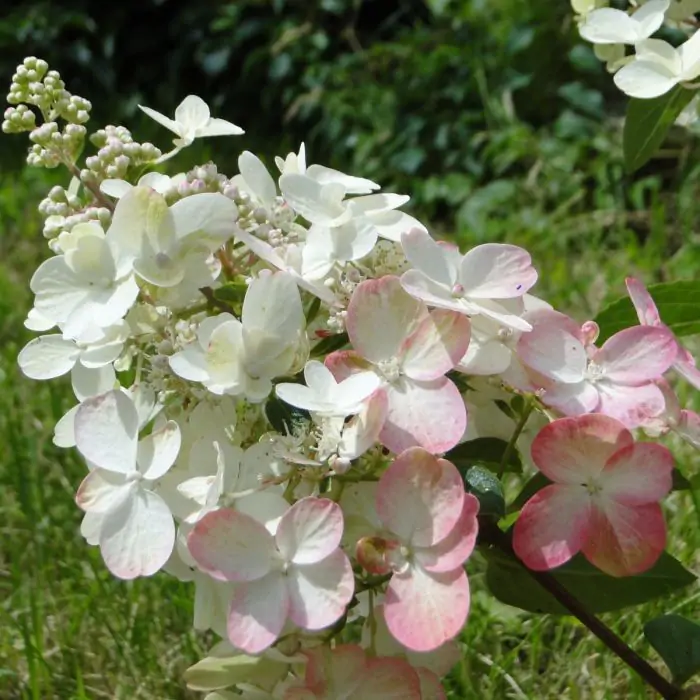 Pluimhortensia roze wit - Hydrangea paniculata 'Candlelight' kopen