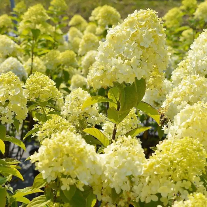 Pluimhortensia roze wit - Hydrangea paniculata 'Candlelight' kopen