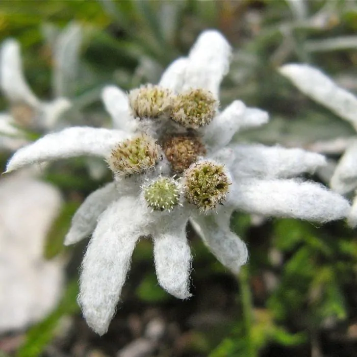 domesticeren karbonade Overleg Leontopodium alpinum | Edelweiss kopen? | Het Groene Paradijs