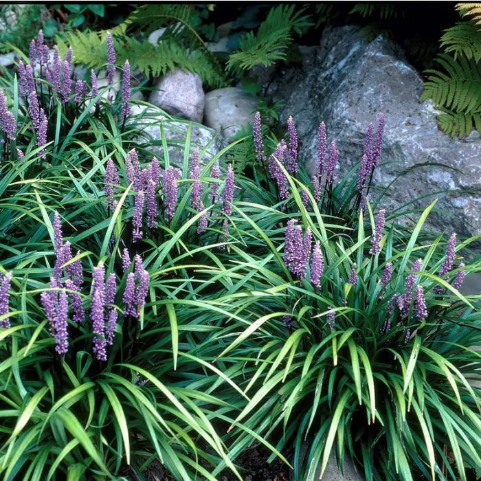 Liriope muscari moneymaker cheap