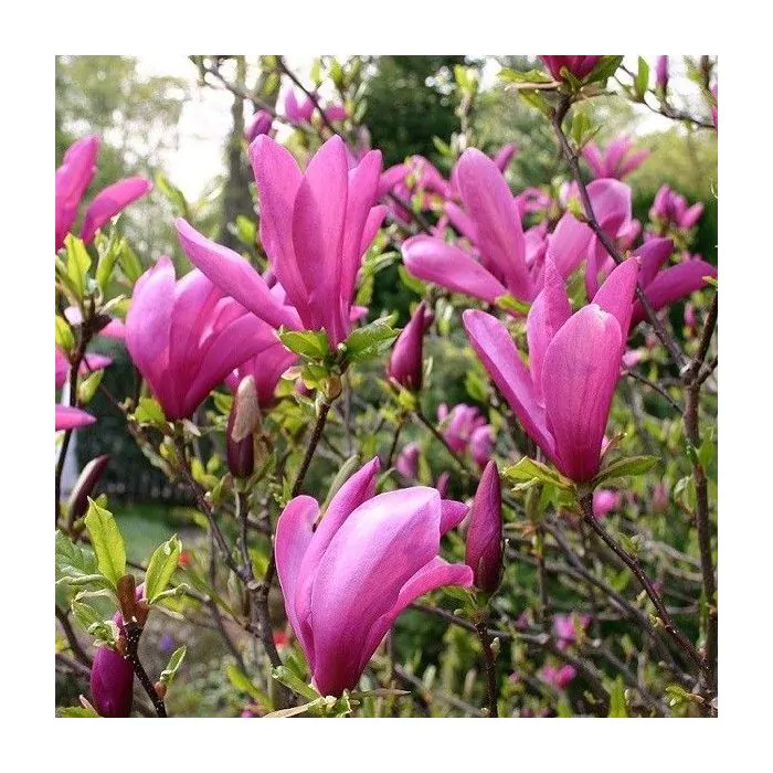 nogmaals Super goed Dosering Magnolia 'Susan' - Beverboom kopen? | Het Groene Paradijs