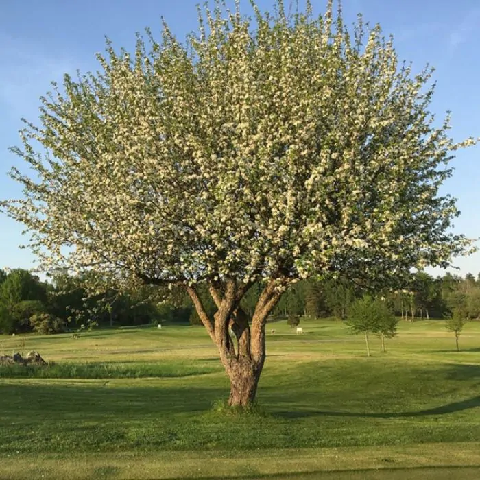 malus_sylvestris_-_wilde_appel4.webp