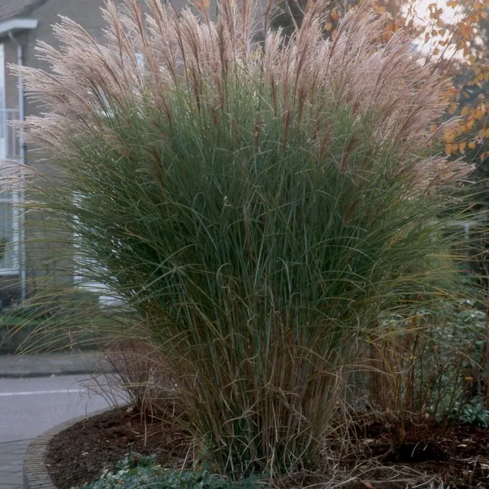 Miscanthus silberfeder shop