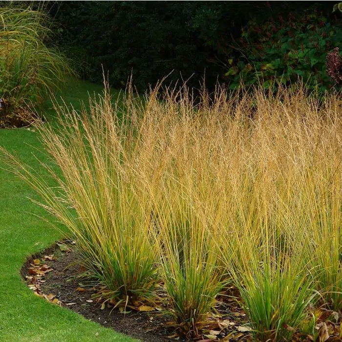 Molinia outlet caerulea heidebraut