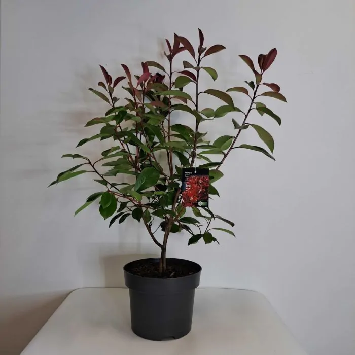 Photinia Fraseri 'Red Light' - Glansmispel 'Red Light' kopen? | Het Groene  Paradijs