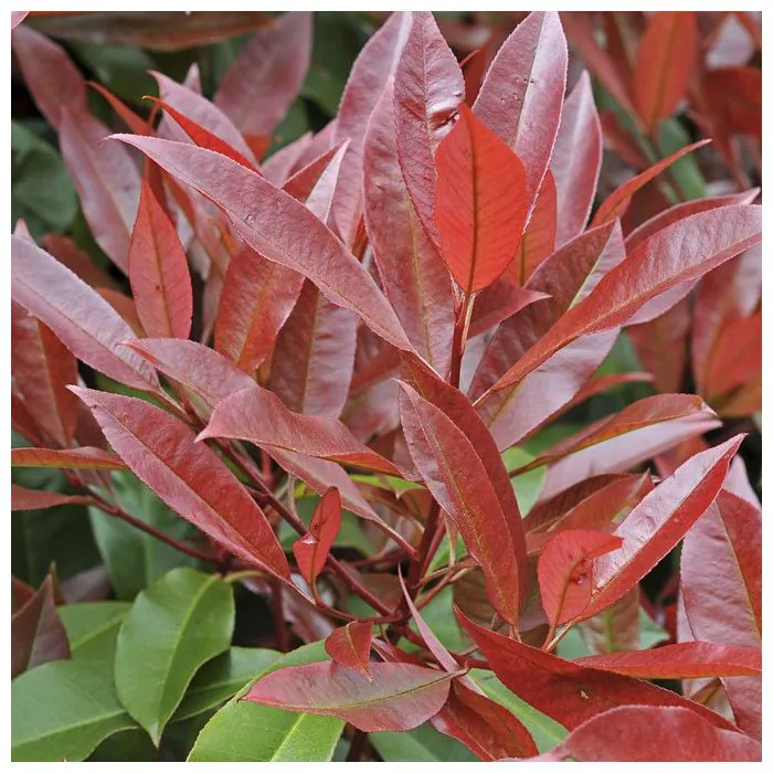 Photinia fraseri 'Red Robin' op Stam - Glansmispel Red Robin op Stam kopen?  | Het Groene Paradijs