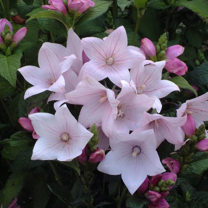 Platycodon grandiflorus sales