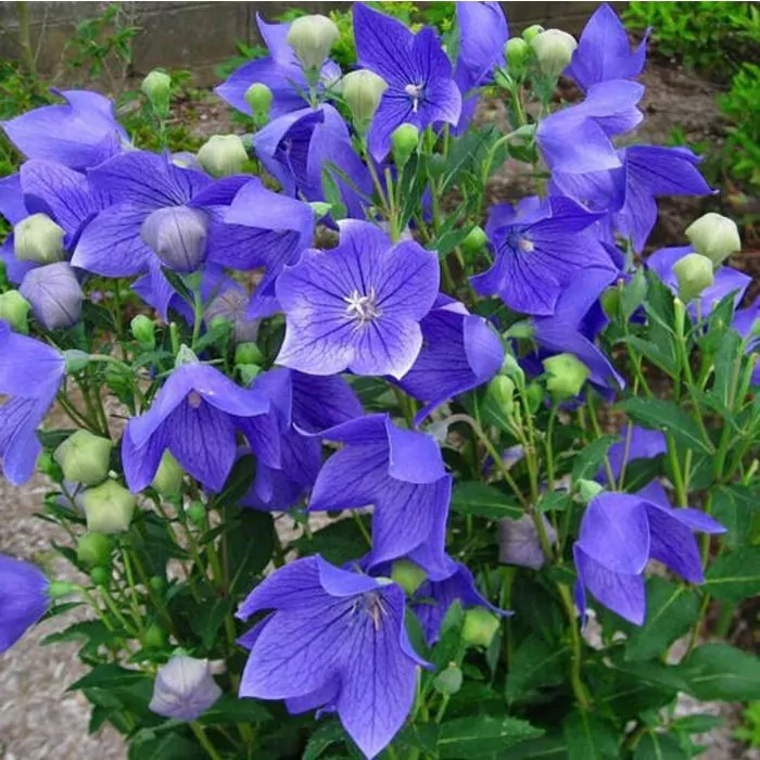 Platycodon grandiflorus cheap