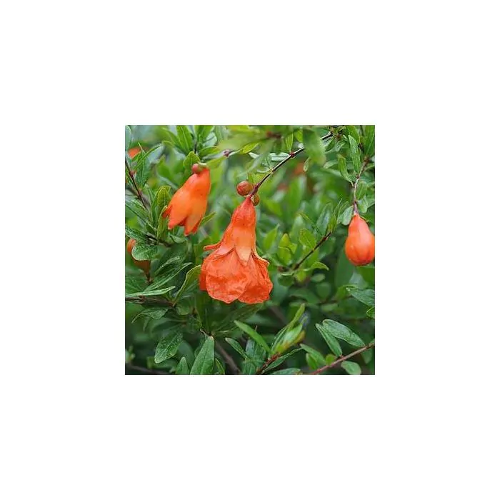 Punica granatum - Granaatappel | Het Groene Paradijs