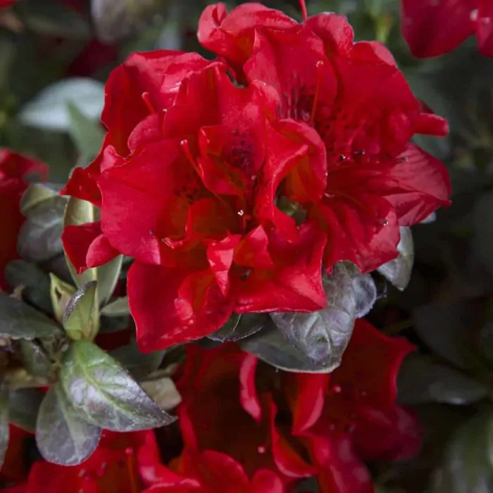 Autumn cheap fire azalea