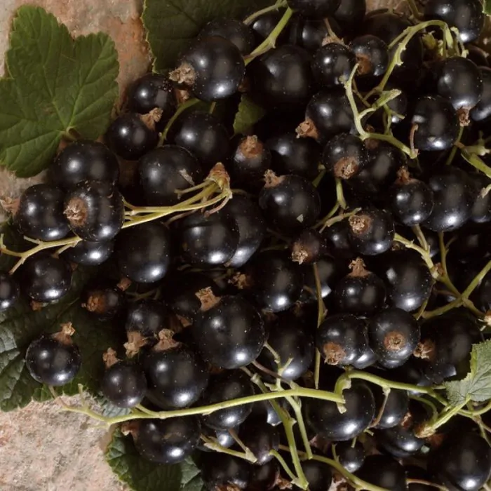 Kiwi Punt Prooi Ribes nigrum - Zwarte Bes kopen? | Het Groene Paradijs