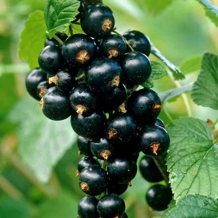 verkenner bedriegen Vleugels Ribes nigrum 'Titania' - Zwarte Bes kopen? | Het Groene Paradijs