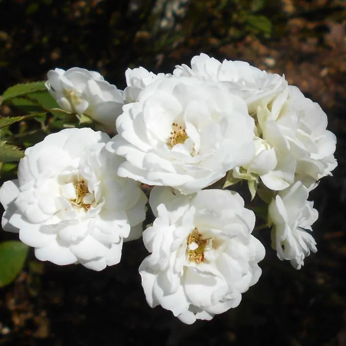 Rosa Alba Rosa Alba Suaveolens