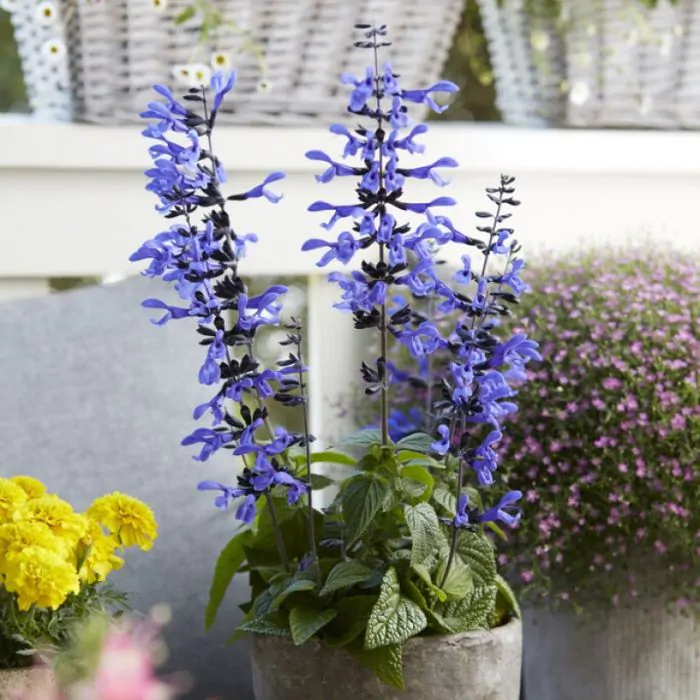 Salvia black hot sale and bloom