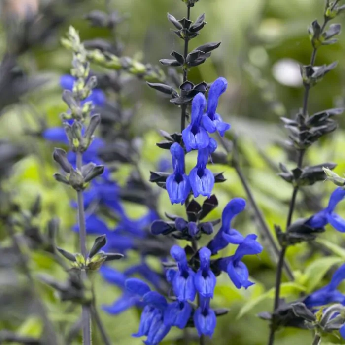 Salvia black hot sale and blue