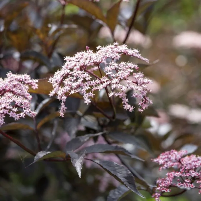 Sambucus nigra Black Beauty Zwarte Vlier kopen Het Groene