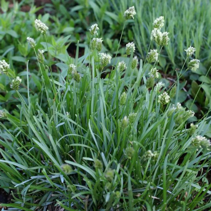 Sesleria caerulea Blauwgras
