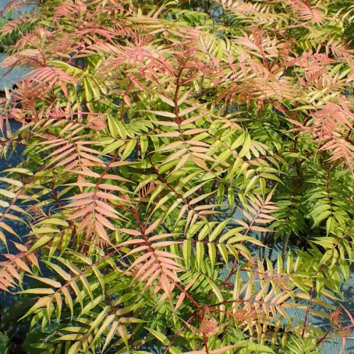 Rus qizlari uyda porno rasmlar Ogil ertalabdan kechgacha onasini sikadi