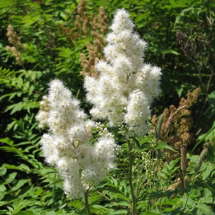 Onlayn video jingalak mushuk Lea va Inna onlayn porno