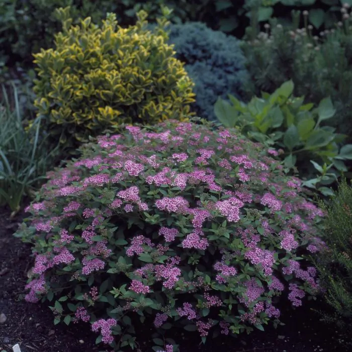 Spiraea japonica 'Little Princess' - spierstruik kopen - Maréchal