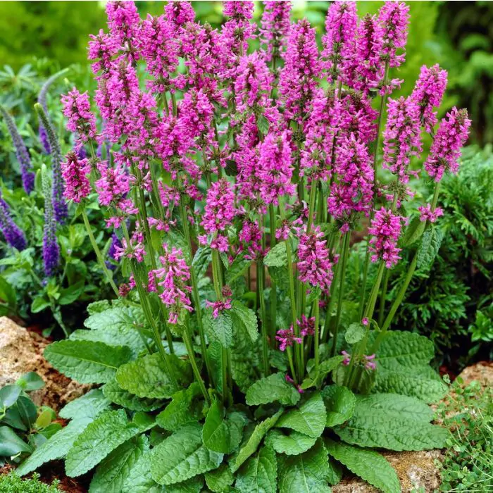 stachys_monieri_hummelo_ofwel_andoorn.webp