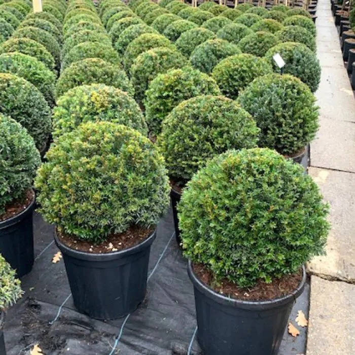 Taxus baccata Bolvorm