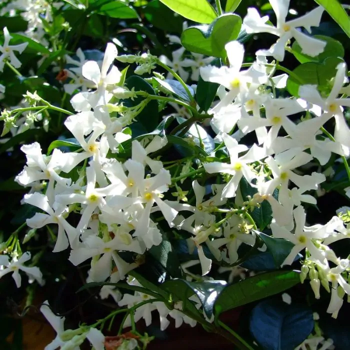 markeerstift Productiecentrum kalkoen Trachelospermum jasminoides | Toscaanse Jasmijn | Sterjasmijn kopen? | Het  Groene Paradijs