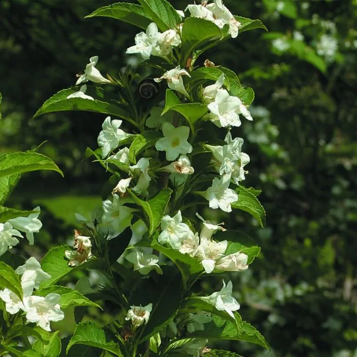 Weigela 'Candida' - Weigelia kopen? | Het Groene Paradijs