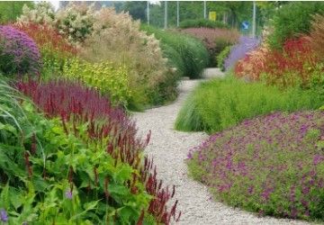 Ooievaarsbek in tuin