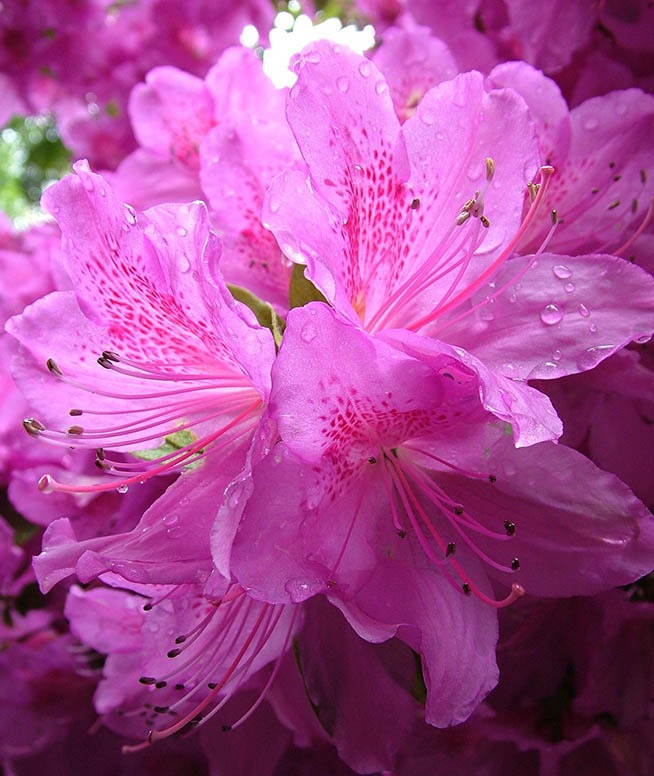 Wat is de beste plek voor een rhododendron?