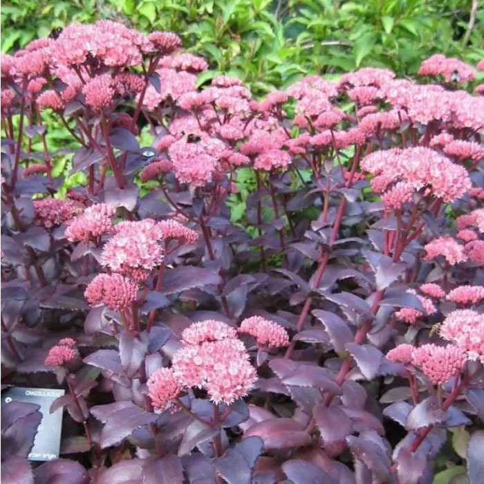Wat is de beste tijd om sedum te planten?