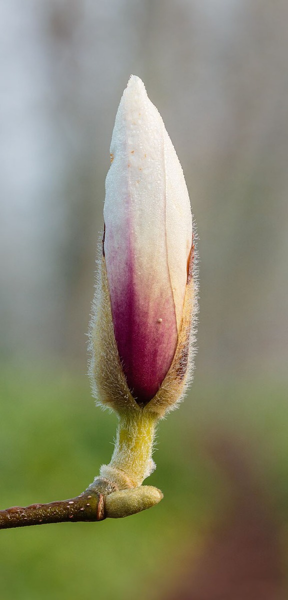Hoeveel zon heeft een magnolia nodig?