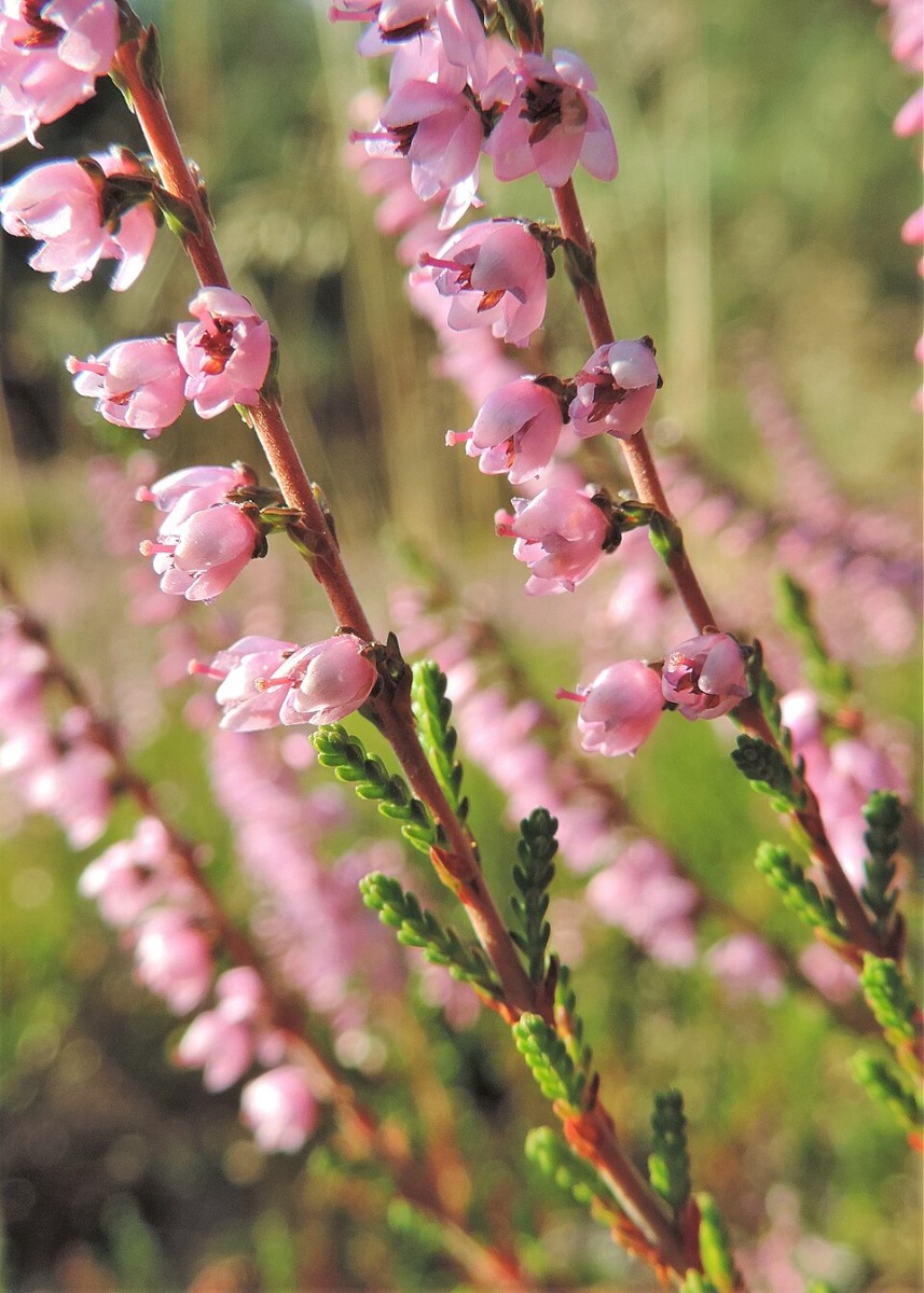 Wat is zomerheide precies?