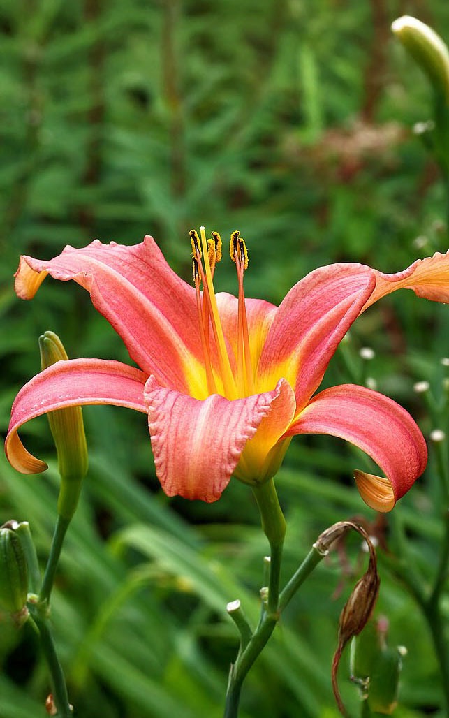 Hoeveel water heeft een daglelie (hemerocallis) nodig?