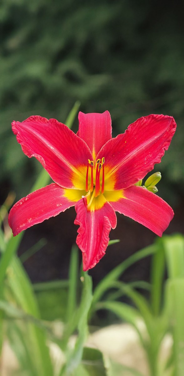 De meestegestelde vragen over daglelie (hemerocallis)