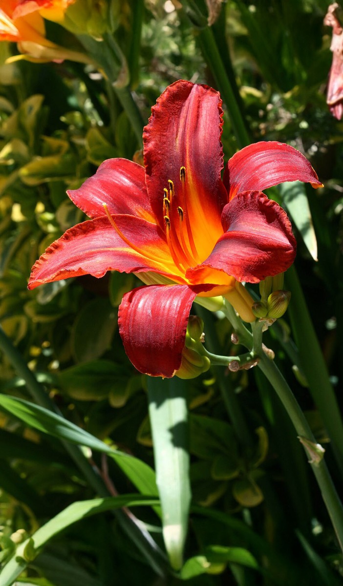 Daglelie verzorgen, zo houd je je Hemerocallis jarenlang mooi