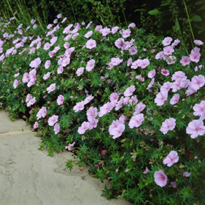 Geranium sanguineum striatum
