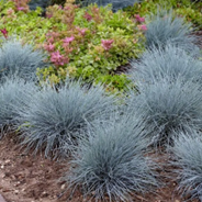 Festuca glauca ‘'Elijah Blue'