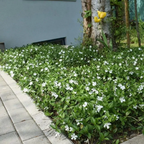 Bloeiende-bodembedekkers