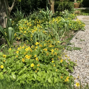Bodembedekkers die groeien als een zode