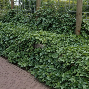 Groenblijvende bodembedekkers