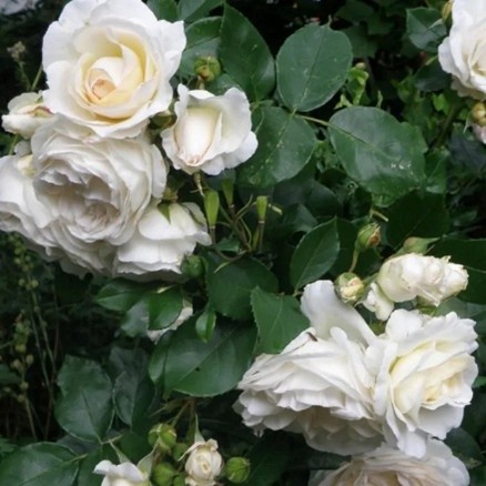 Heeft een roos kalk nodig?