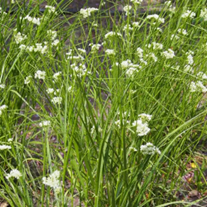 Luzula nivea Veldbies