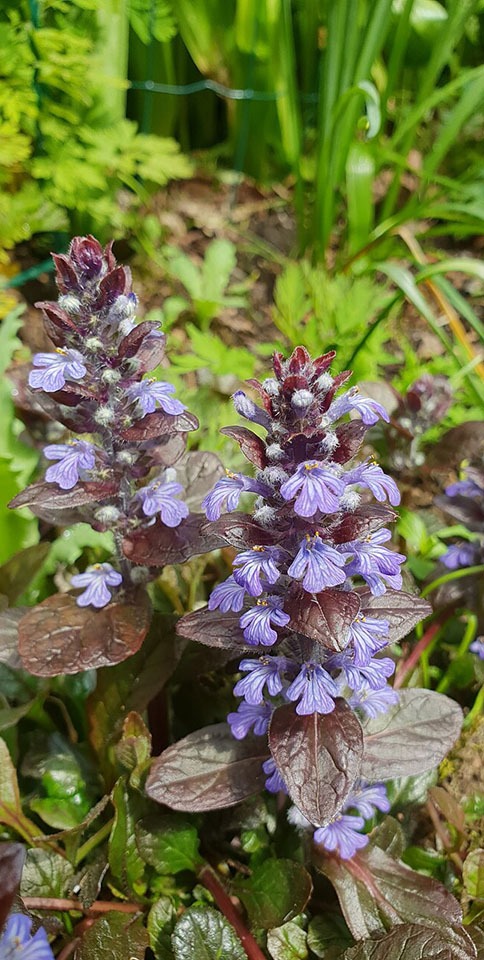 wat maakt kruipend zenegroen (ajuga) gewild?