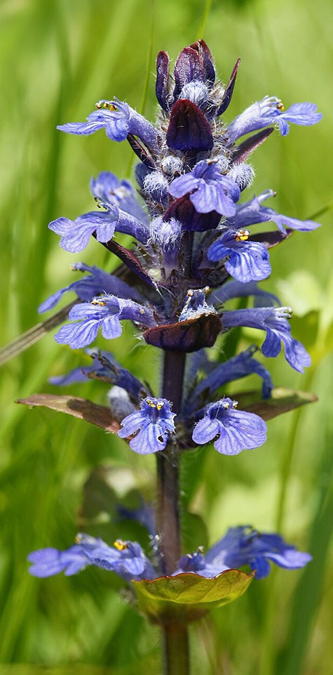 kruipend zenegroen (ajuga) verzorging. Hoeveel zon, water, en ruimte.