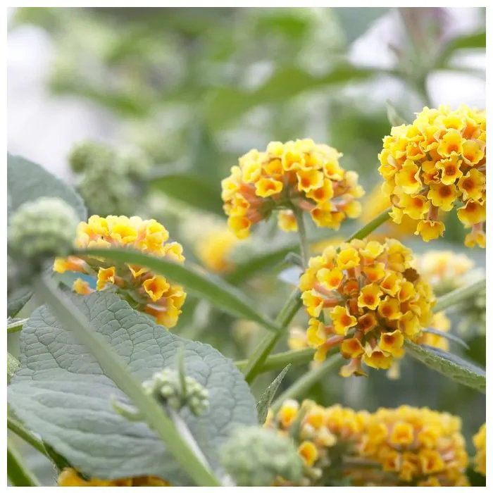 Waarom een vlinderstruik in je tuin?