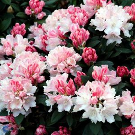 Wat is de beste plek voor een rhododendron?